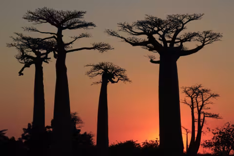 Mad_Baobab_sunset.jpg
