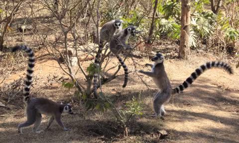 Mad_Ring-tailed_Lemurs_playing.jpg
