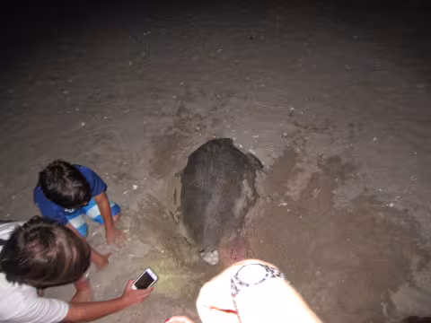 Mertins_Nesting Turtle-La Flor Beach.JPG