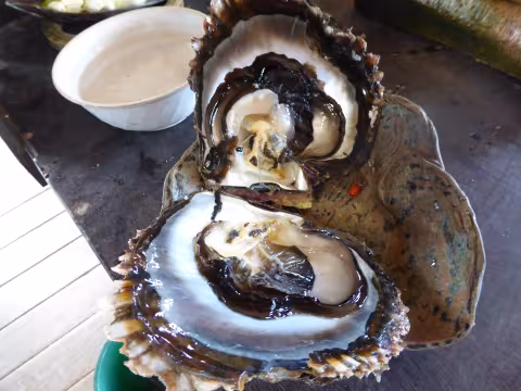Olay_Oyster.jpg