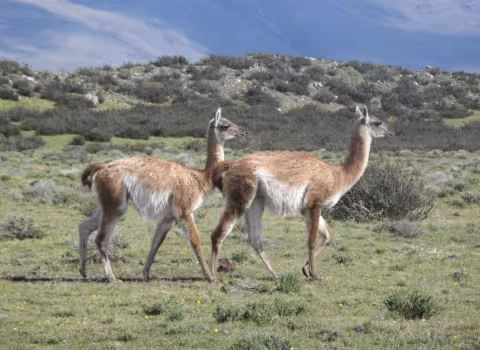 Pat_guanaco.jpg