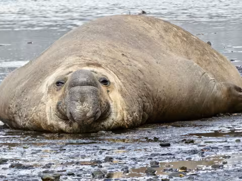 Pat_seal.jpg