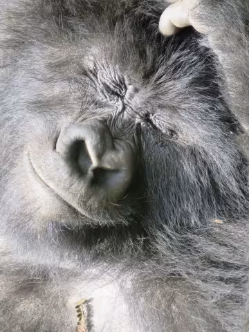 Percia_15 Faces8.JPG