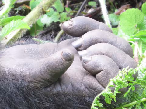Percia_27 Hand.JPG