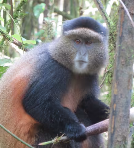 Percia_4 GoldenMonkey1.jpg