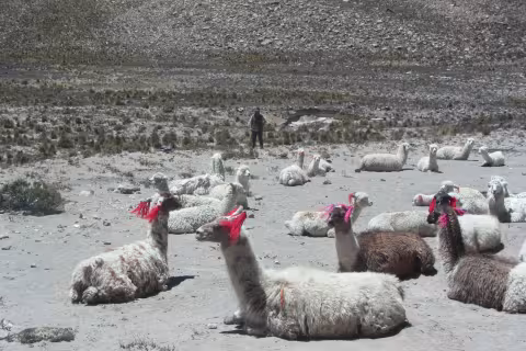 Peru_2186.JPG