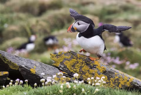 Scotland_Puffin.jpg