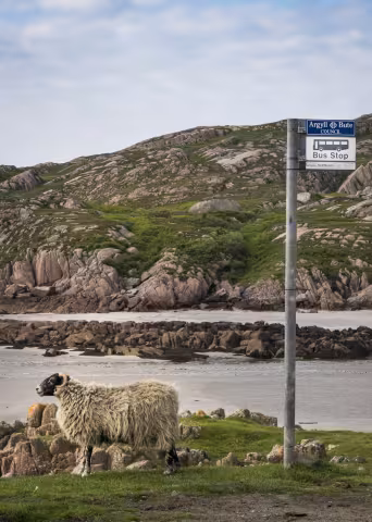 Scotland_Sheep_waiting_for_bus.jpg