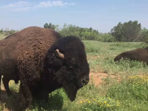 Strecker_Roaming bison Caprock Canyon.jpg