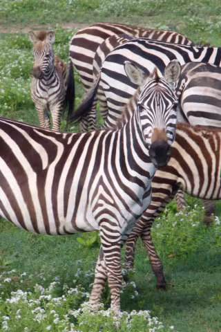 Tanzania_5094.jpg