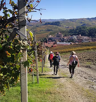 Walking in Barolo vineyards rgb.jpg