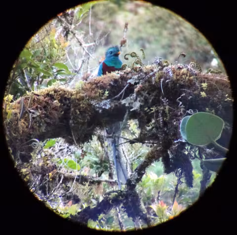 Weigel_Costa_Rica_Resplendent_Quetzal.jpg