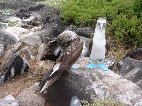 Weigel_Galapagos_Blue-footed_Booby.jpg