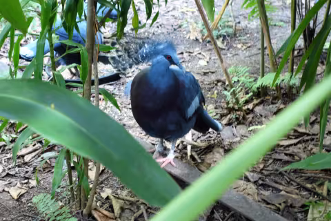 Weigel_PNG_Victoria_Crowned_Pigeon.jpg