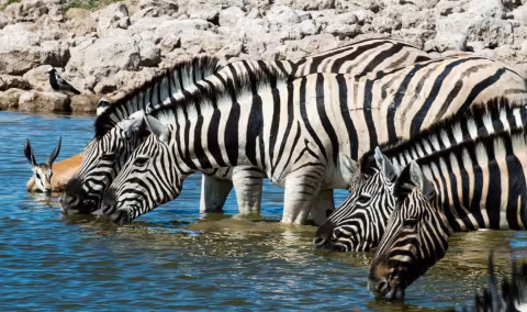 Zebra_Etosha.jpg