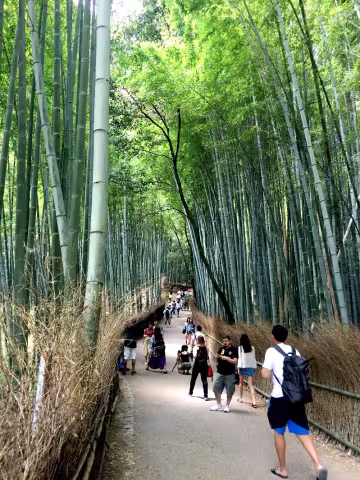 gallo_japan bamboo grove.jpg