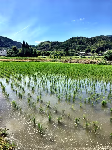 gallo_japan rice paddy.jpg