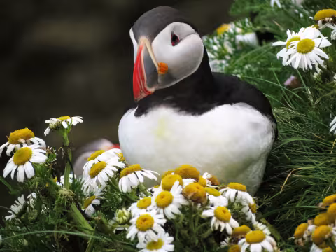 photo_Puffin_Among_Flowers_.JPG
