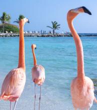 A flamboyance of Chilean flamingos has inhabited the Caribbean island of Aruba for nearly 15 years and can be seen on either Flamingo Beach or De Palm Island.