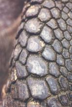 Close-up of a leg of a giant tortoise — Galápagos Islands. Photo: Tykol  