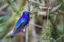 Violet sabrewing hummingbird — La Paz Waterfall Gardens, Costa Rica. Photo by Christine Beebe