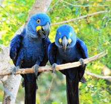 Two hyacinth macaws — the Pantanal, Brazil. Photo by Diane Bell