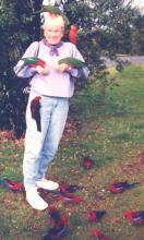Vickie Birdsall with king parrots (each of which has a red/orange head and/or breast and green or dark-blue wings) — Lamington National Park, Queensland, Australia.