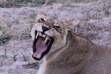 Lioness seen during our stay at Kwara Camp.