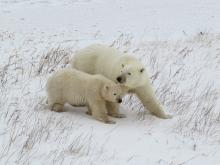 A mother and her COY (cub of the year).