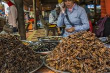 An insect vendor in Skun (Skuon), Cambodia