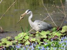 A grey heron (white forehead and cheeks, yellow bill) with a frog in Amsterdam’s Vondelpark. Photo by Calvin Harfst