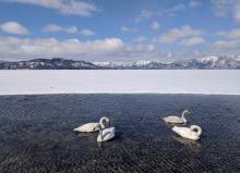 Whooper swans in Lake Kussharo.