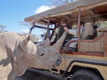 Feeding one of the last two remaining northern white rhinos.