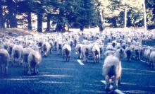 Sheep hogging the road in New Zealand. Photo by Albert Moore