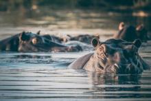 A pod of hippopotamuses in the Okavango Delta — Botswana. Photo by Pat Steffes (for Judith Osmer)