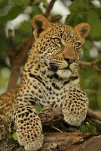 Leopard in Botswana. Photo by Thuto Moutloatse for Natural Habitat Adventures