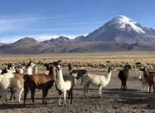 Llamas in Sajama National Park, Bolivia.