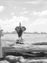 A charging bull elephant at Savuti as seen from the “hide” on the edge of the wa