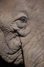 Seeing eye to eye with an old elephant in Ngorongoro Crater, Tanzania