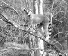 Ring-tailed lemurs, like the one pictured, greeted us as we entered Berent