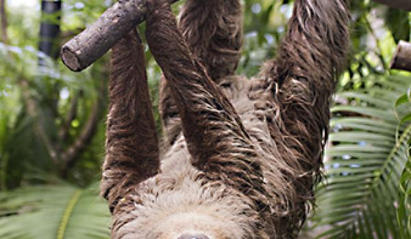 A Hoffman’s two-toed sloth — Costa Rica.
