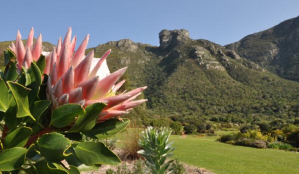 The king protea <i>(Protea cynaroides)</i> flowers at Kirstenbosch during winter and spring, from May through November. Photo by Alice Notten for Kirstenbosch NBG