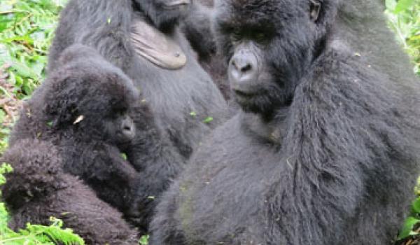 Small group of gorillas from the Kwitonda family. Photos by Esther Perica