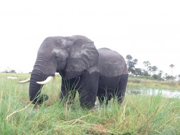 Elephant near Gunn’s Camp in the Okavango Delta, Botswana.