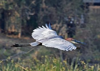 A goliath heron taking off near Royal Zambezi Lodge, Zambia. Photo by Mary Small