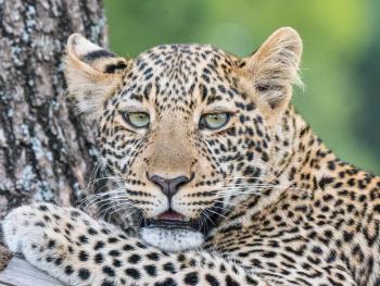 While this leopard cub’s mother was in a tree feeding on a kill, the cub parked itself on a nearby tree limb right at our eye level.