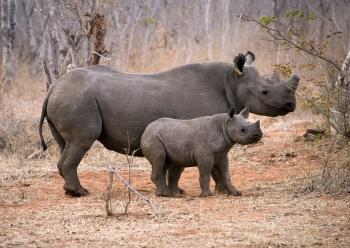 Black rhino mother and her still-nursing baby in Victoria Falls Private Game Reserve, Zimbabwe. Photo by Mary Small