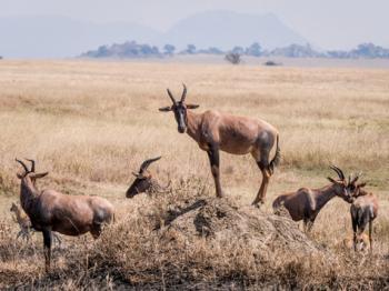 Wherever we saw a herd of topis, one of the beautiful animals was posted as a sentry on a hillock or high piece of ground.