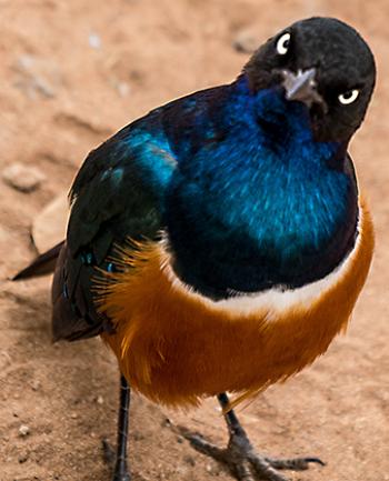 Close-up of a superb starling.