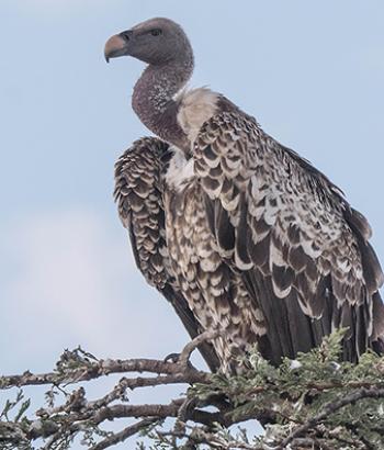 Close-up of a Rüppell's vulture.